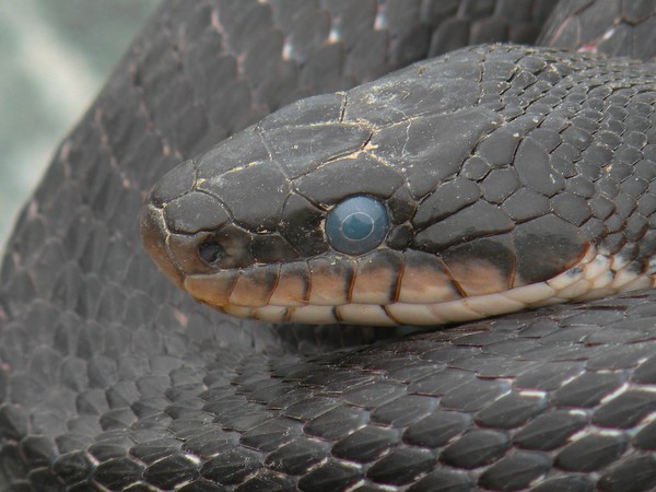 Snake Eye