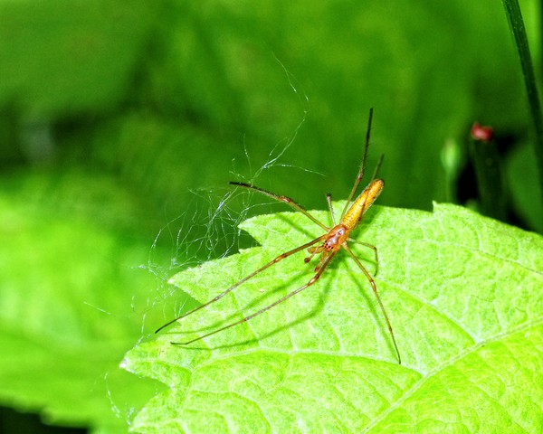 Yellow Spider