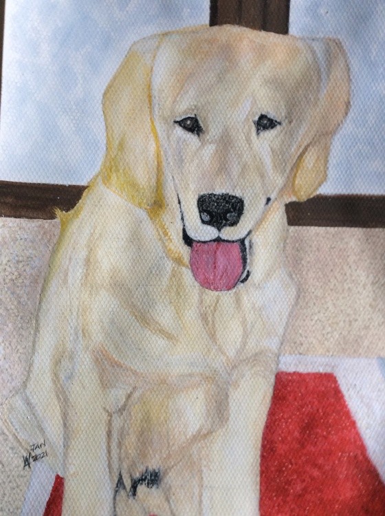 Boris a. golden Retriever just for Charlotte.