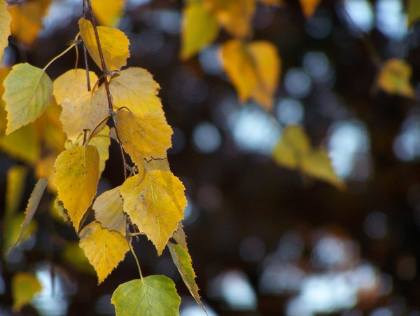 Leaves206