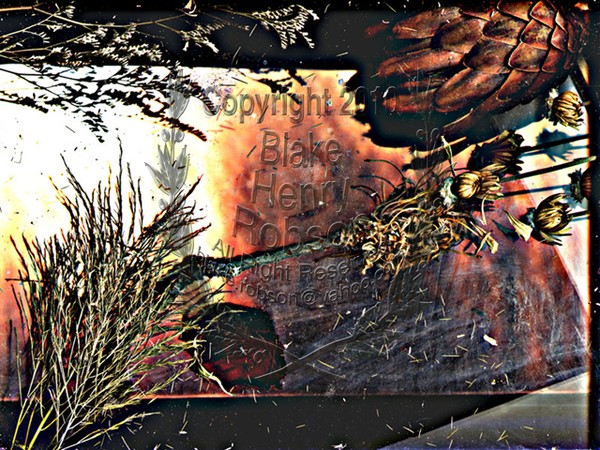 Abstract Collage Dry Flowers et al