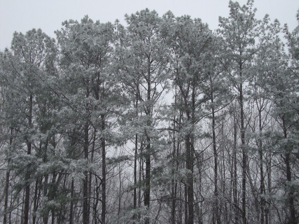 snow postcard