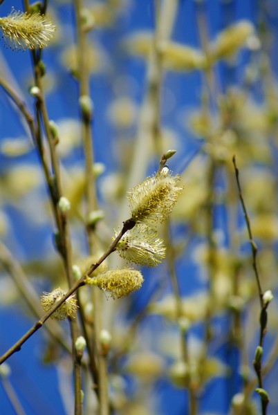 Finally Spring Is Here