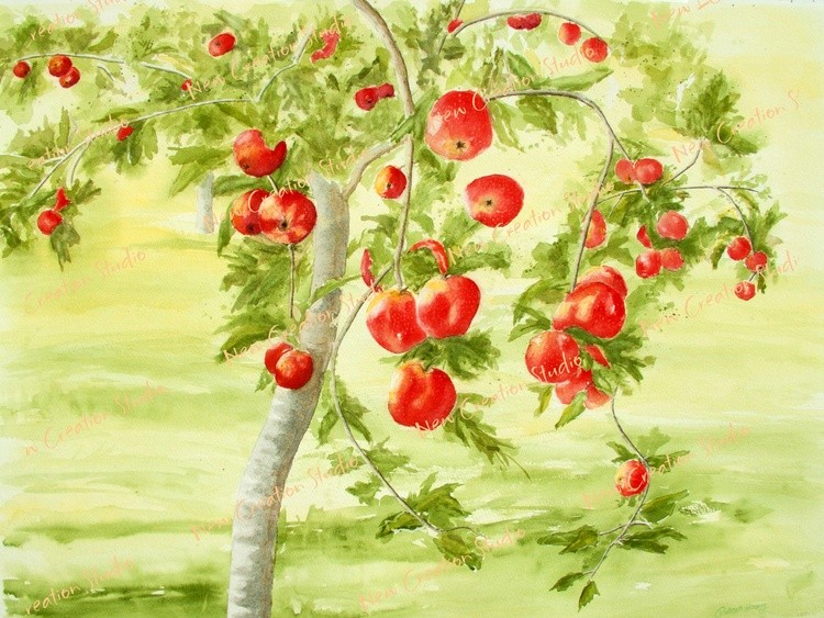 Norland Apple Tree 5 star