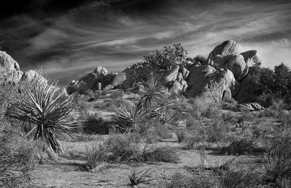 Black and White Scene from Yucca Valley #3