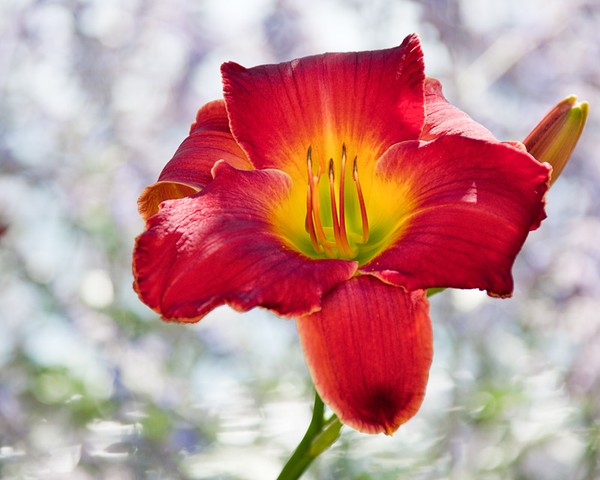 Red Lilly