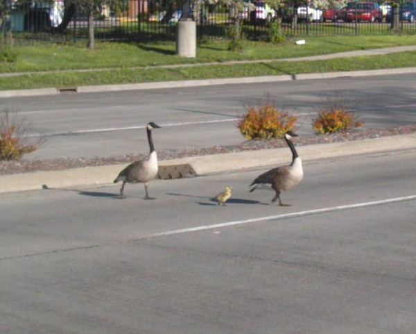 Three Geese Cross the Street