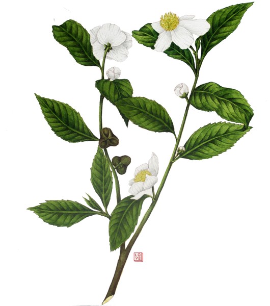 camellia