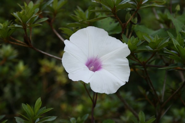 White Flower