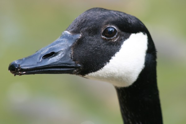 Goose