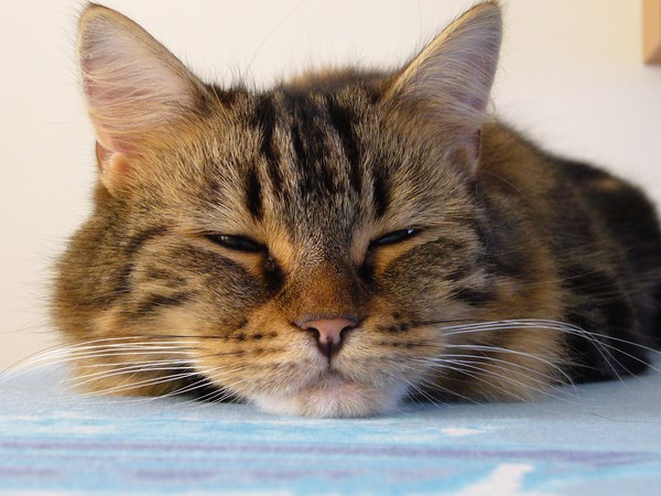 Sleepy Cat