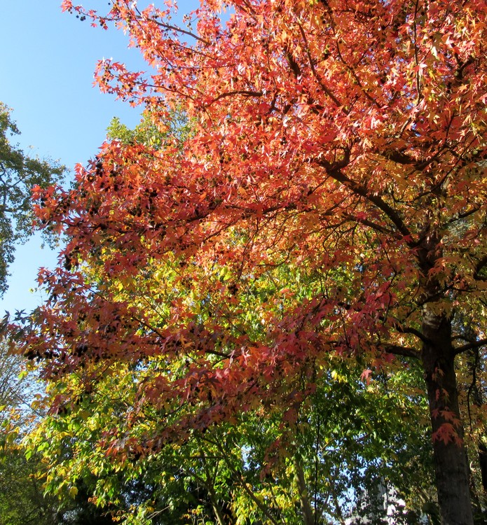 FALL IS BACK HERE