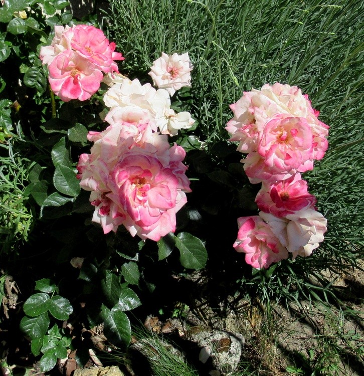 ROSES FOR YOU