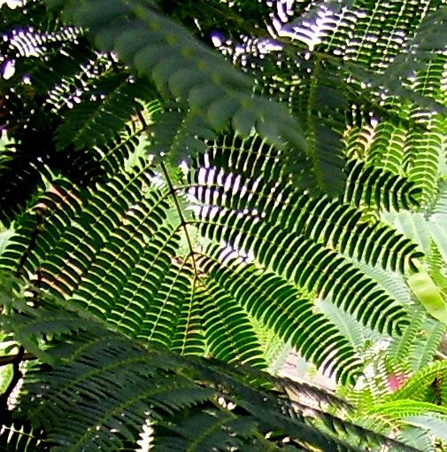 UNDER THE ALBIZIA