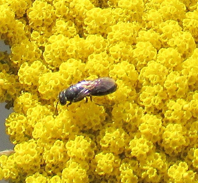 LOST IN A YELLOW OCEAN