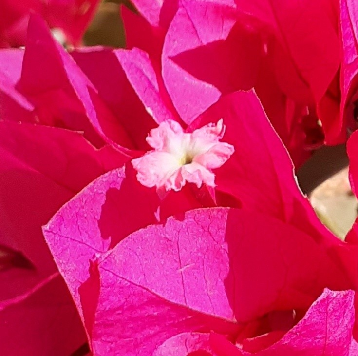 BOUGAINVILLEA