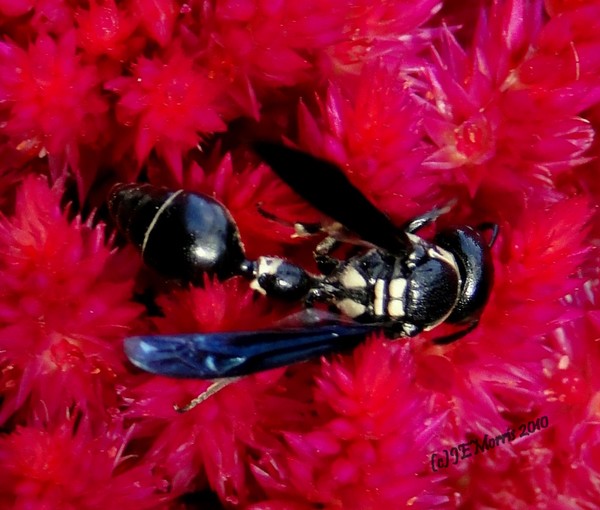Busy Bee