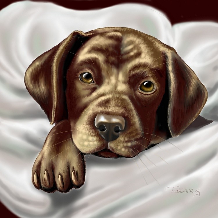 Chocolate Lab Puppy