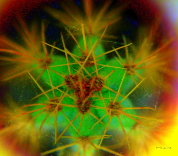 flor de espinhos
