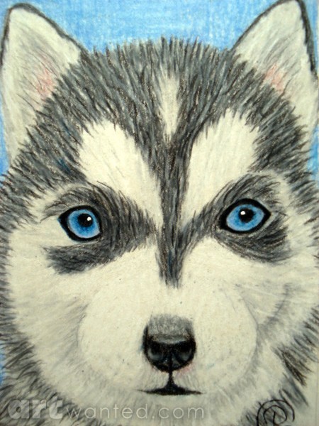 Chanook the Husky