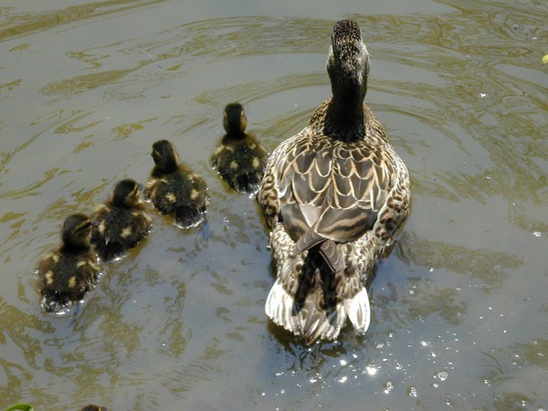 Away They Go