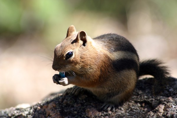 Closeup of a chipmunk eating a blue M&M candy.