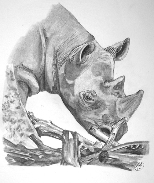 Rhino