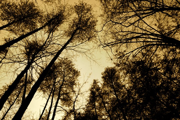 Tree Canopy