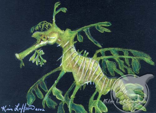 Leafy Seadragon