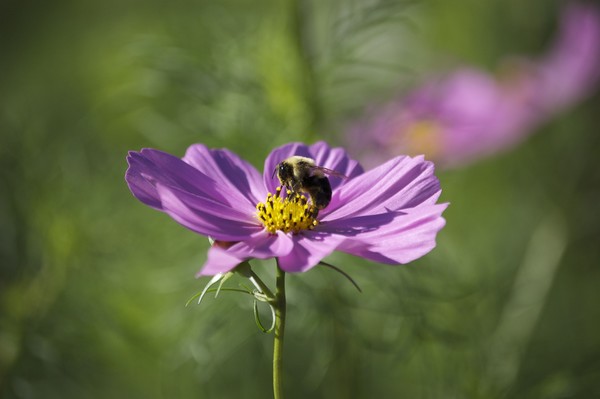 Purple flower with bee