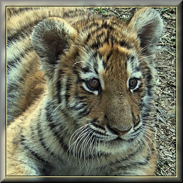 Tiger cub portrait