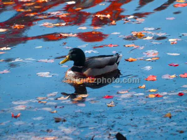 Mallard in the fall