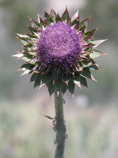 Ants mARCH UP tHISTLE