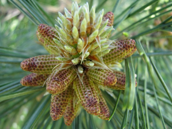 Baby Pinecone