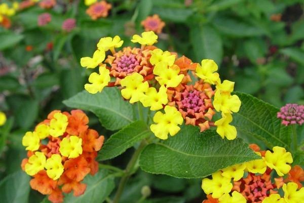 Burst of Color