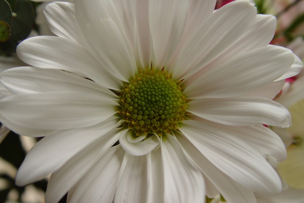Bloom of Love! ~ He Loves Me, He Loves Me Not!