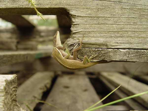 LIZARD LOVIN' .....