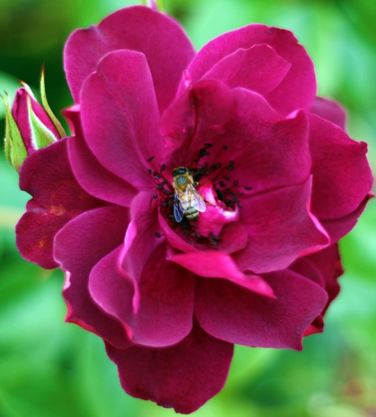 Rose 6