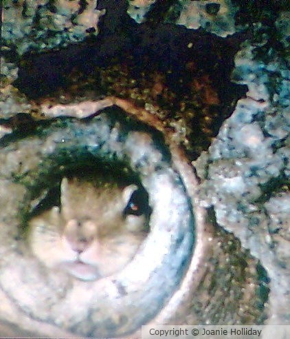 SAFE... PHOTO