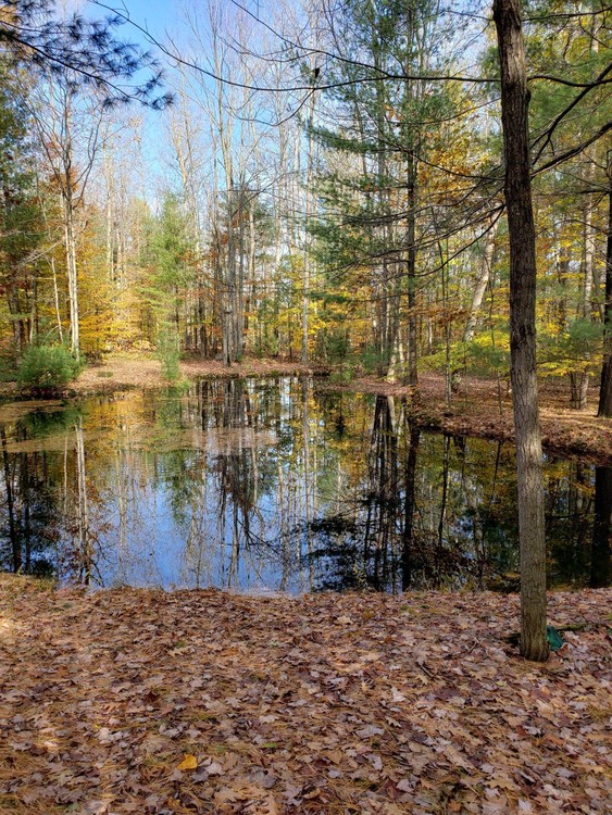MY POND,  JUST BEFORE  THE END OF FALL. 