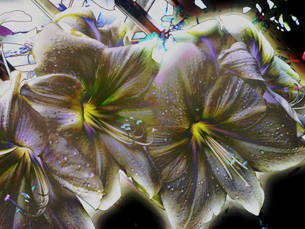 moon flowers