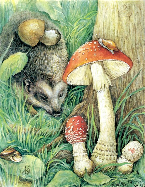 Mushrooms
