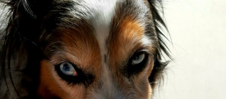 My Blue Eyed Gal