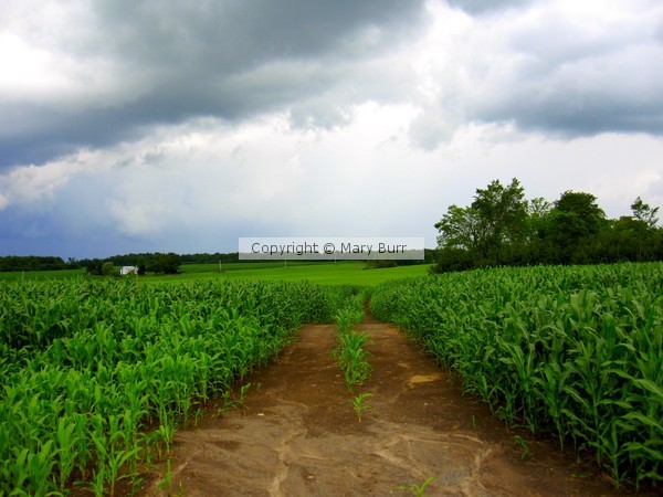 Converging Corn