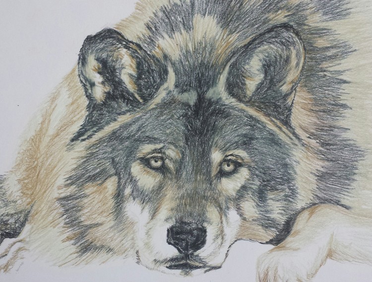 wolf