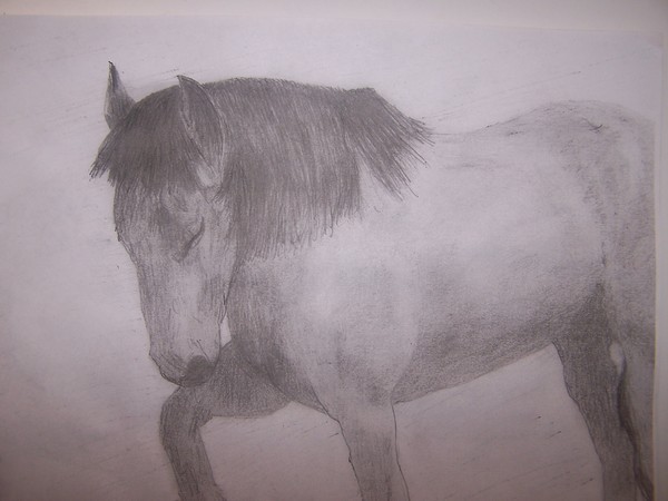 Horse counting