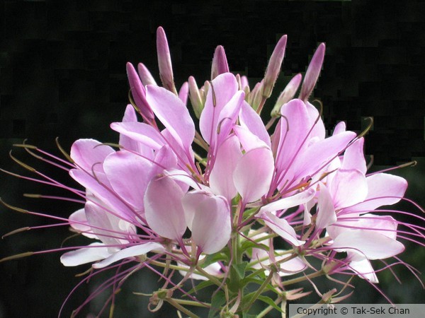 Spider Flower (Cleome hassleriana Lavender) 07-21-2006