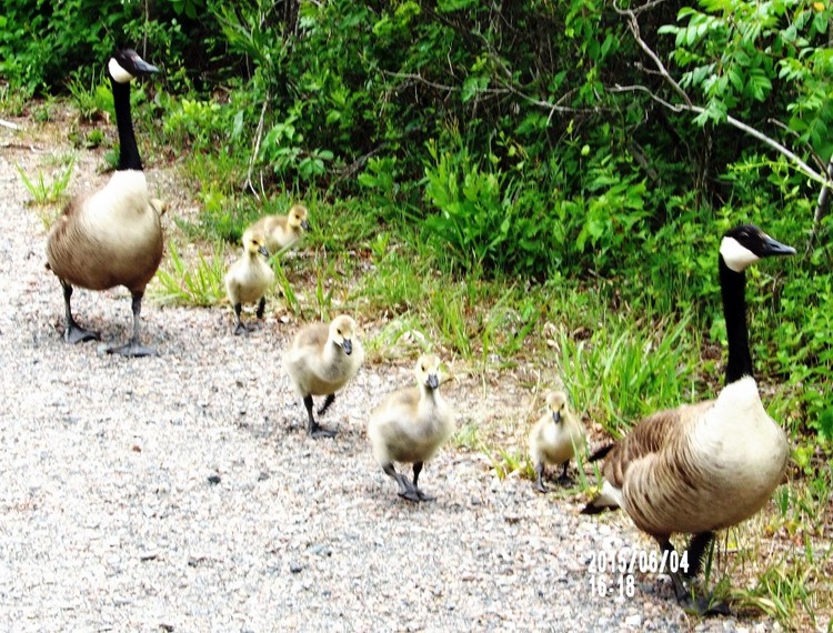 A family of Canada Geese, Jamaica Bay, 05 24 15 (5)