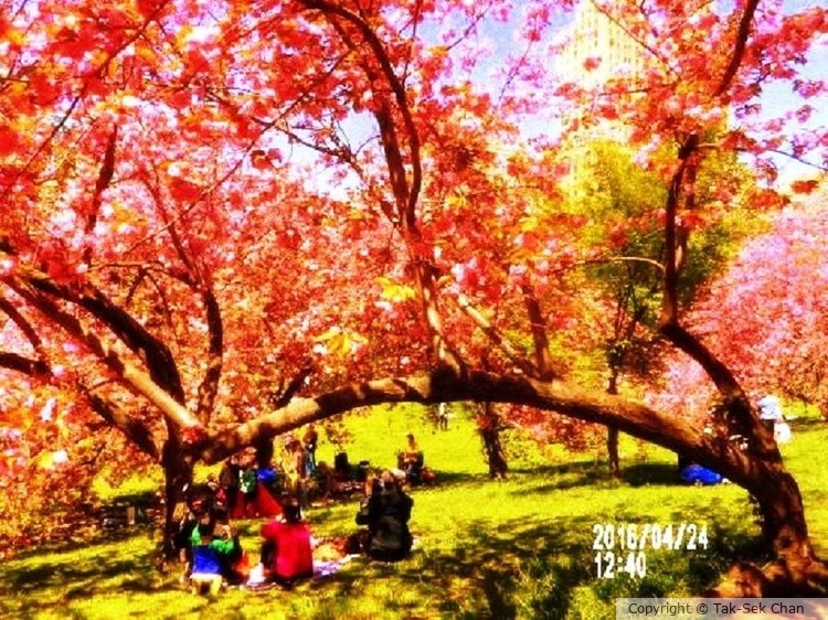 Picnic in Central Park, NYC, 04-24-2016