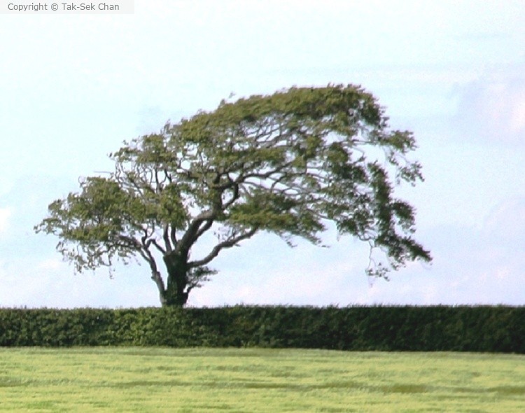 A huge bonsai in nature - Banyan (Ficus microcarpa) N Ireland 05-16-2014